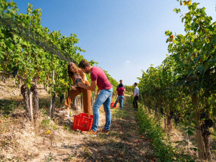 Vendemmia in Langa e Monferrato